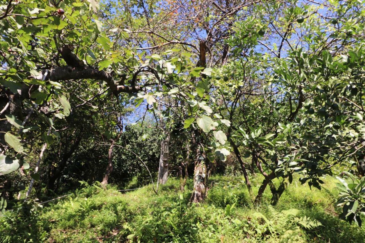 Guest House And Cellar Winery In Ortabatumi Batumi Georgia מראה חיצוני תמונה
